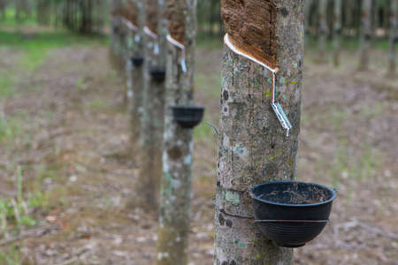 Rubber Latex extracted from rubber tree or Hevea Brasiliensisの写真素材