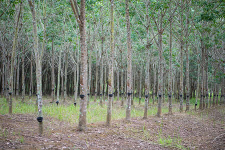 Rubber Latex extracted from rubber tree or Hevea Brasiliensis