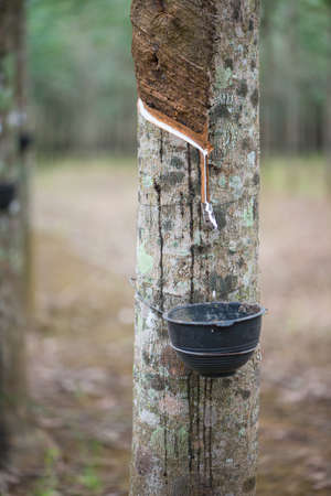 Rubber Latex extracted from rubber tree or Hevea Brasiliensisの写真素材
