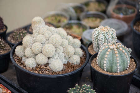 Closed up cactus or succulentの写真素材
