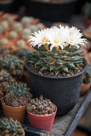 Ariocarpus trigonus cactus in pot and flowerの写真素材