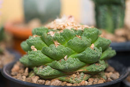 Ariocarpus fissuratus v hintonii in flower potの写真素材