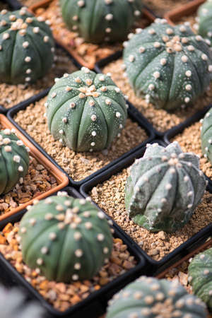 Astrophytum asterias cactus in potの写真素材