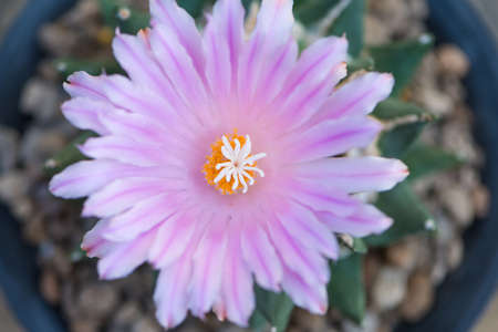 Ariocarpus trigonus cactus in pot and flowerの写真素材