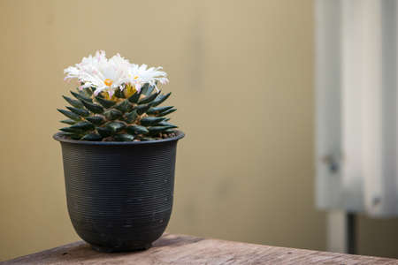 Ariocarpus trigonus cactus in pot and flowerの写真素材