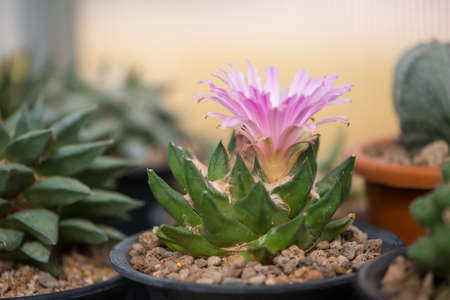 Ariocarpus trigonus cactus in pot and flowerの写真素材