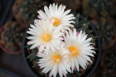 Ariocarpus trigonus cactus in pot and flowerの写真素材