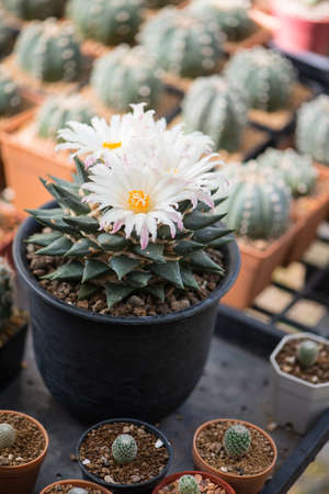 Ariocarpus trigonus cactus in pot and flowerの写真素材