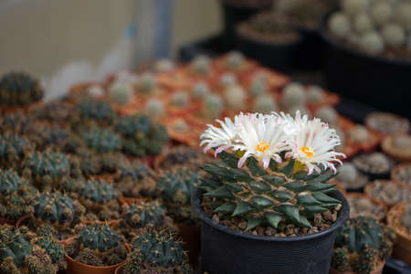 Ariocarpus trigonus cactus in pot and flowerの写真素材