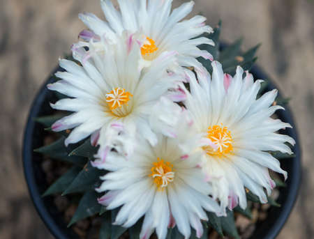 Ariocarpus trigonus cactus in pot and flowerの写真素材