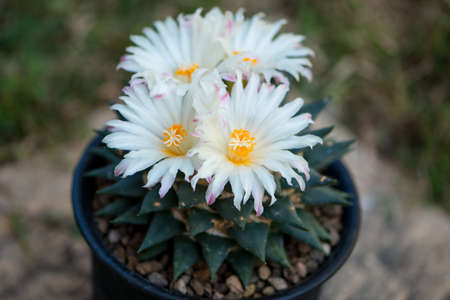 Ariocarpus trigonus cactus in pot and flowerの写真素材