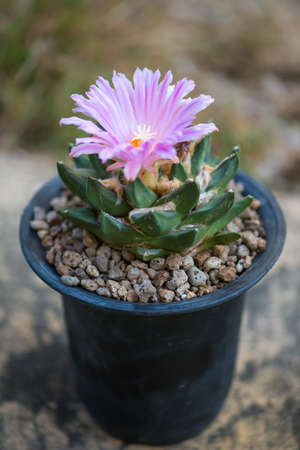 Ariocarpus trigonus cactus in pot and flowerの写真素材