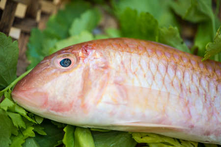 Closed up Fresh fish on tray. Healthy eating concept.の写真素材