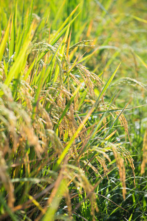Closed up ear of rice in the field.Beautiful golden rice field and ear of riceの写真素材