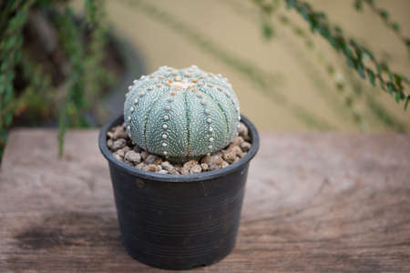 Astrophytum asterias cactus in potの写真素材