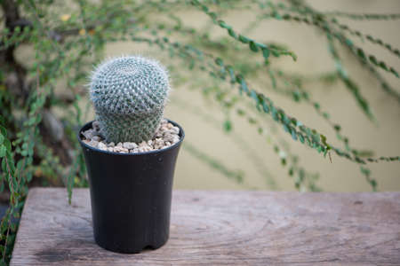 Mammillaria hahniana in black flower potの写真素材