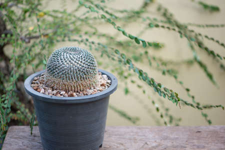 Mammillaria bucareliensis in black flower pot