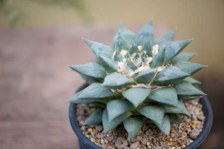 Ariocarpus trigonus cactus in pot and flowerの写真素材