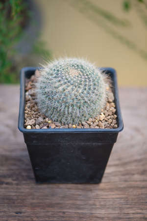 Mammillaria hahniana in black flower potの写真素材