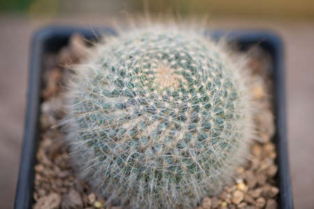 Mammillaria hahniana in black flower potの写真素材