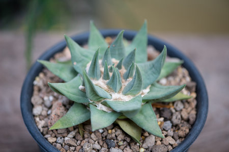 Ariocarpus trigonus cactus in pot and flowerの写真素材