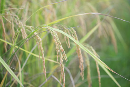 Closed up ear of rice in the field.Beautiful golden rice field and ear of riceの写真素材