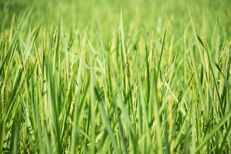 Closed up ear of rice in the field show nature backgroundの写真素材