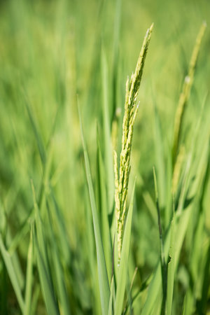 Closed up ear of rice in the field show nature backgroundの写真素材