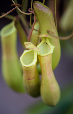 Tropical pitcher plants,Nepenthes or Monkey cupsの写真素材