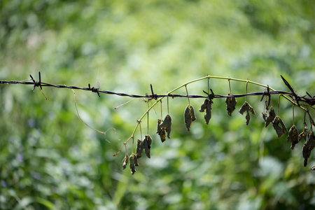 Barbed Wire Rust and dried leaf on green backgroundの写真素材