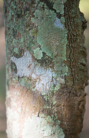 lichen on bark plant show nature backgroundの写真素材
