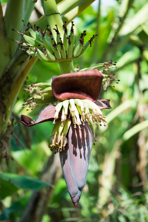 Closed up Banana blossom on treeの写真素材