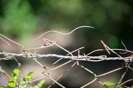 Barbed Wire Rust on green backgroundの写真素材
