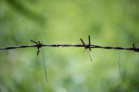 Closed up Barbed Wire Rust on green background