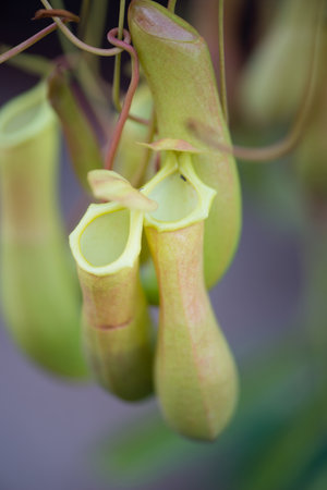 Tropical pitcher plants,Nepenthes or Monkey cupsの写真素材