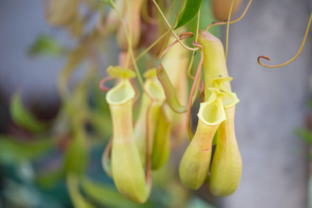 Tropical pitcher plants,Nepenthes or Monkey cupsの写真素材