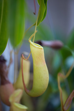 Tropical pitcher plants,Nepenthes or Monkey cupsの写真素材