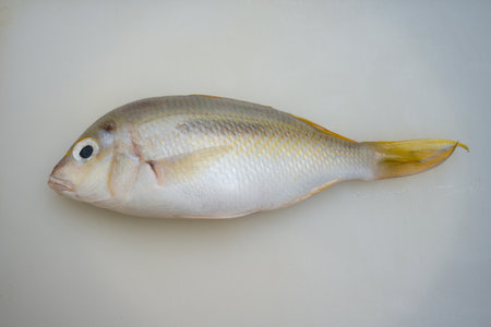 Fresh fish on white boardの写真素材