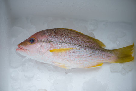 Fresh seabream on ice background, top viewの写真素材
