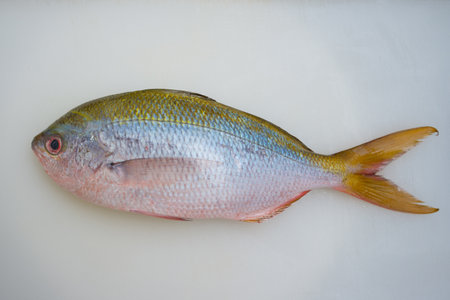 Fresh Yellowtail Fusilier on boardの写真素材