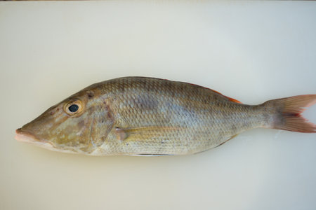 Fresh snapper on white boardの写真素材