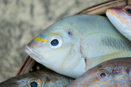 Fish for sashimi and sushi in wood bastketの写真素材