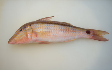 Goat fish or Armored catfish on boardの写真素材