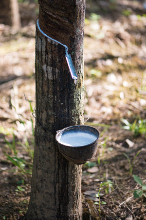Rubber tree,Hevea brasiliensis or Paraの写真素材