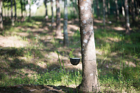 Rubber tree,Hevea brasiliensis or Paraの写真素材
