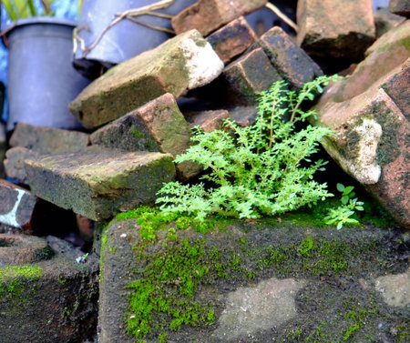 Plants on bricks life form of rainy seasonの素材