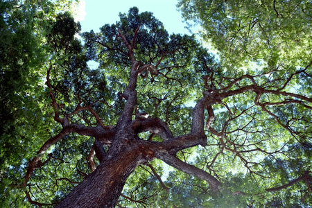 tree look up to the skyの写真素材