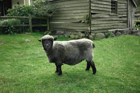 Black Sheepの写真素材