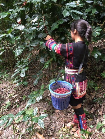 Harvesting coffeeの素材