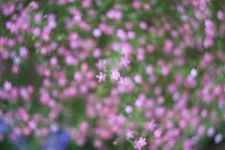 Flower Bokeh background , out of focusの素材